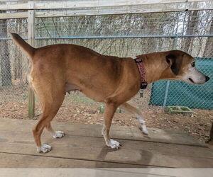 Amelia - Female Mutt Dog for Adoption - Photo #2