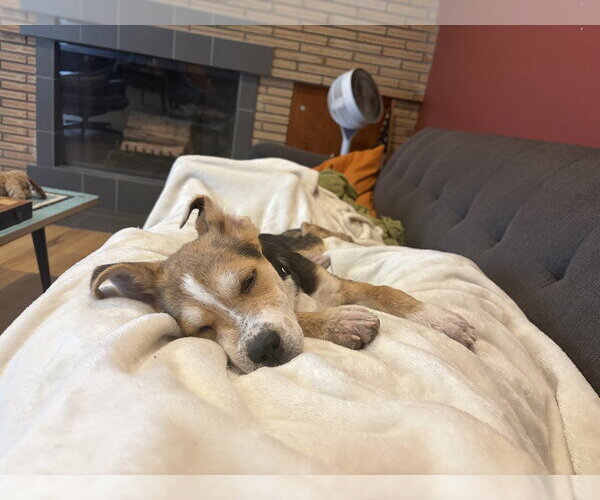 Medium Photo #4 German Shepherd Dog-Unknown Mix Puppy For Sale in Aurora, CO, USA