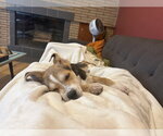 Small #3 German Shepherd Dog Mix