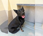 Small #1 German Shepherd Dog