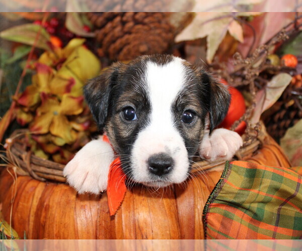 Medium Photo #5 Jack Russell Terrier Puppy For Sale in ANTLERS, OK, USA
