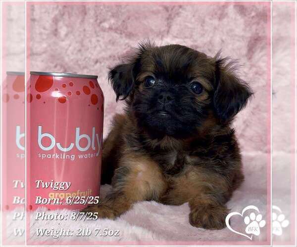 Medium Photo #1 Brussels Griffon Puppy For Sale in TEMPE, AZ, USA