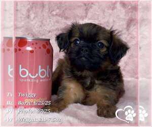 Brussels Griffon Puppy for sale in TEMPE, AZ, USA