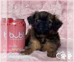 Small Brussels Griffon