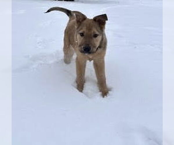 Medium Photo #5 Shepradors Puppy For Sale in Princeton, MN, USA