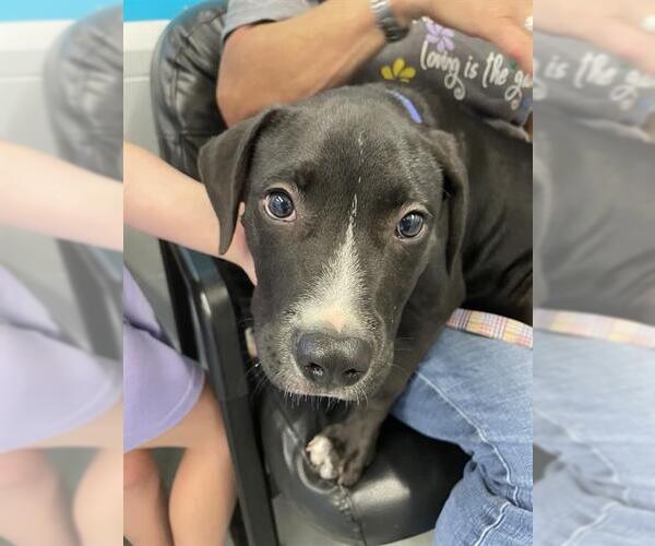 Medium Photo #1 Labrador Retriever-Unknown Mix Puppy For Sale in Waco, TX, USA