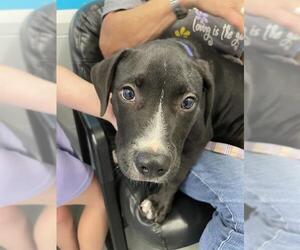 Labrador Retriever-Unknown Mix Dogs for adoption in Waco, TX, USA