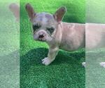 Small Photo #4 French Bulldog Puppy For Sale in HAMPTON, GA, USA