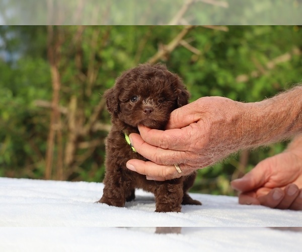 Medium Photo #26 ShihPoo Puppy For Sale in DYERSBURG, TN, USA