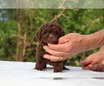 Small #25 ShihPoo