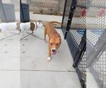 Small #1 American Bulldog Mix