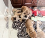 Small #16 Chinese Shar-Pei