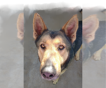 Small #6 German Shepherd Dog