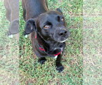 Small #3 Mutt