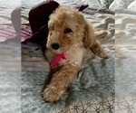Small Photo #20 Goldendoodle Puppy For Sale in PENSACOLA, FL, USA