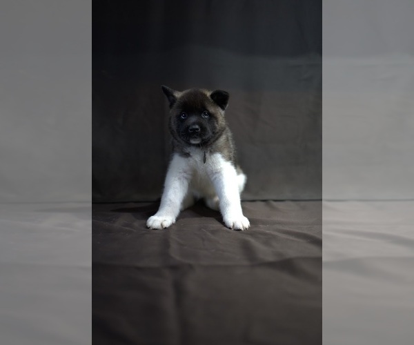 Medium Photo #1 Akita Puppy For Sale in YONKERS, NY, USA