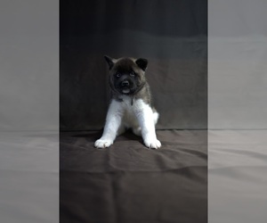 Akita Puppy for sale in YONKERS, NY, USA