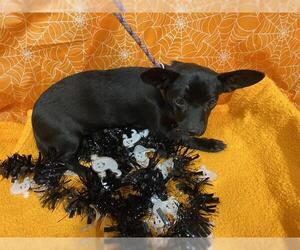 Chihuahua-Unknown Mix Dogs for adoption in Modesto, CA, USA