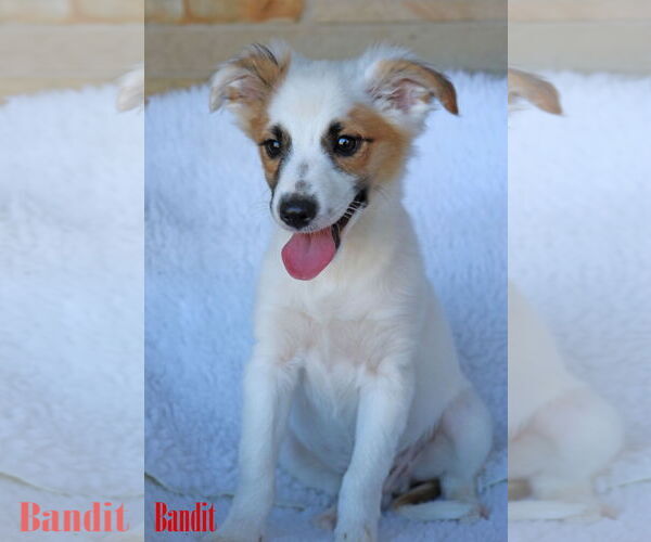 Medium Photo #7 Chihuahua-Unknown Mix Puppy For Sale in Wakefield, RI, USA