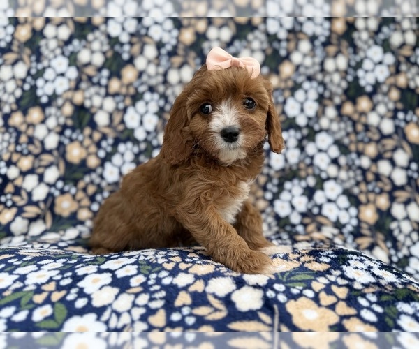 Medium Photo #1 Cavapoo (Miniature) Puppy For Sale in LAKELAND, FL, USA