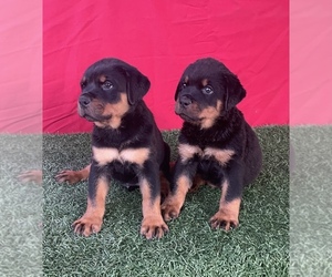 Rottweiler Puppy for sale in MIRA LOMA, CA, USA