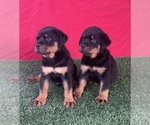 Small Photo #1 Rottweiler Puppy For Sale in MIRA LOMA, CA, USA