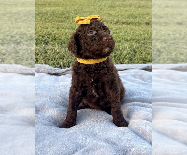 Medium Photo #17 Poodle (Standard) Puppy For Sale in CORYDON, IN, USA