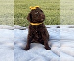 Small #16 Poodle (Standard)