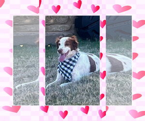 Brittany Dogs for adoption in Curwensville, PA, USA