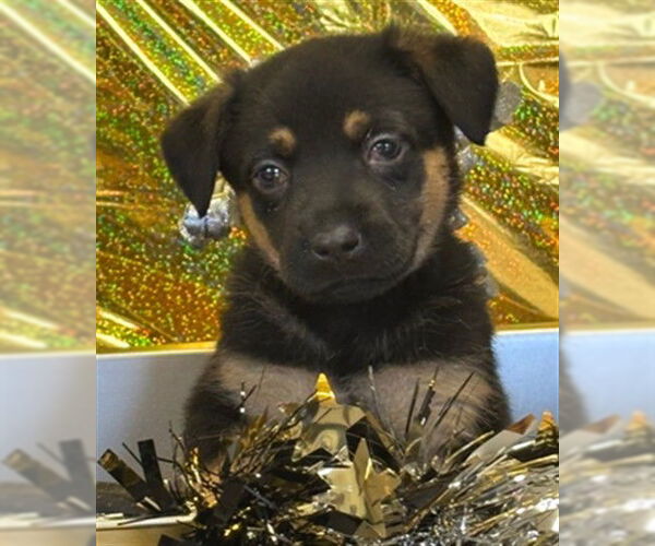 Medium Photo #1 Australian Kelpie-Great Pyrenees Mix Puppy For Sale in Plano, TX, USA