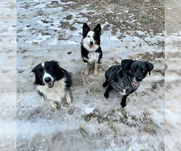 Medium Photo #2 Border Collie Puppy For Sale in Cromwell, KY, USA