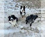 Small #1 Border Collie