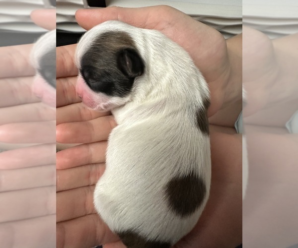Medium Photo #1 Mal-Shi Puppy For Sale in ROGERS, MN, USA