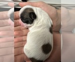 Puppy Timmy Mal-Shi