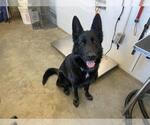 Small German Shepherd Dog