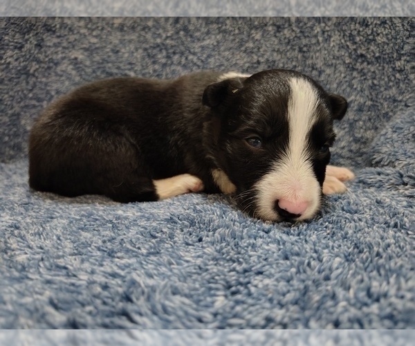 Medium Photo #35 Border Collie Puppy For Sale in NORBORNE, MO, USA