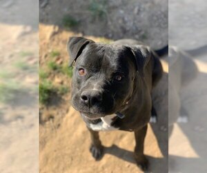 Deitz - Male Bulloxer Dog for Adoption - Photo #18
