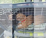 Small #35 Dachshund Mix
