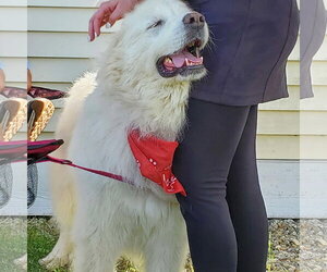 HARRIET- no fee (sponsored) - Female Great Pyrenees Dog for Adoption - Photo #5