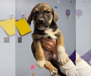 Boxador Dogs for adoption in GILBERTS, IL, USA
