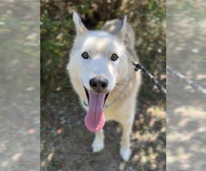 Siberian Husky-Unknown Mix Dogs for adoption in Bemidji, MN, USA