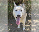 Small Siberian Husky Mix