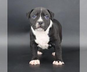 American Bully Puppy for sale in CHAMPAIGN, IL, USA
