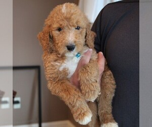 Goldendoodle-Poodle (Standard) Mix Puppy for sale in LEOLA, PA, USA