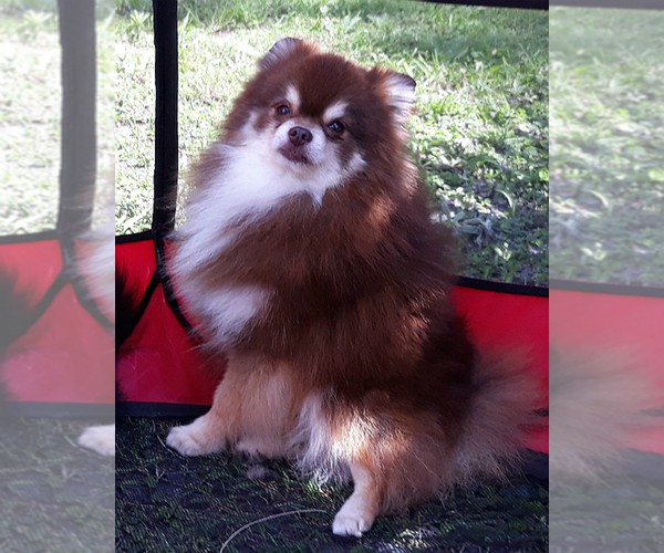 Medium Photo #1 Pomeranian Puppy For Sale in WEST PALM BEACH, FL, USA