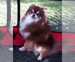Small Photo #1 Pomeranian Puppy For Sale in WEST PALM BEACH, FL, USA