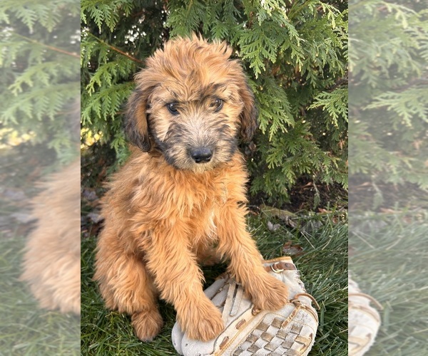Medium Photo #4 Mini Whoodle (Wheaten Terrier/Miniature Poodle) Puppy For Sale in MIDDLEBURY, IN, USA