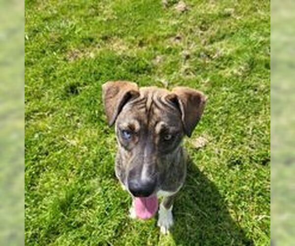 Medium Photo #3 Huskies -Unknown Mix Puppy For Sale in Fairfield, IL, USA