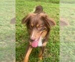 Small #3 Australian Shepherd