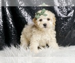 Puppy Blizzard F1 Maltipoo